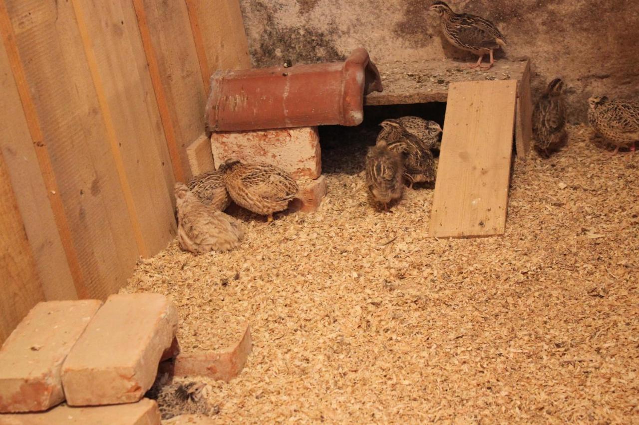 Ferienwohnungen Zwergbachhof Haunsheim Eksteriør billede